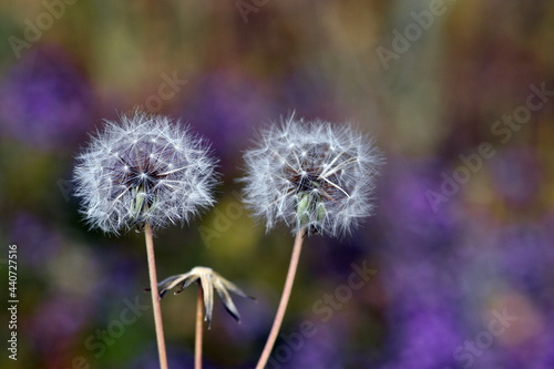 Asteraceae pappus on a purple background
