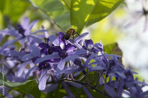 Fotografie Abeille butinant une Pétrée Volubile (Liane gris ou Liane Saint-Jean) - Petrea volubilis L