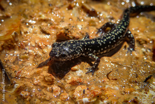 lizard on the rocks