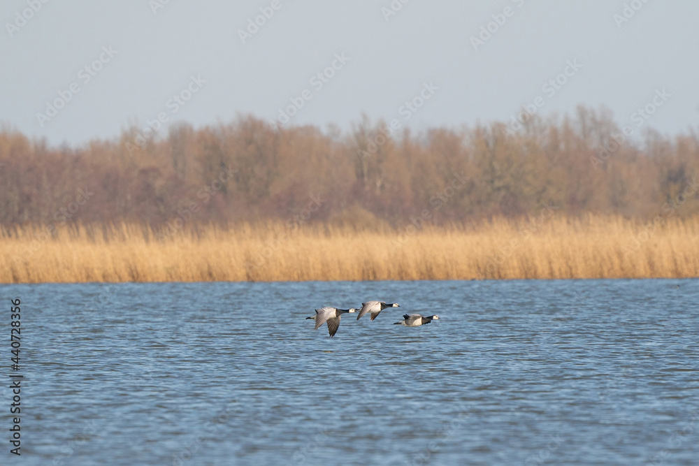 Three Barnacle Geese flying against a beautiful blue lake. Pair of large birds with white face and black head, neck and upper breast. Shallow focus action scene with reeds and trees in the background