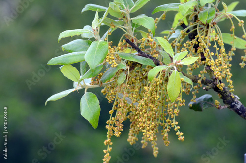 Holm oak (Quercus ilex) showing its flowers