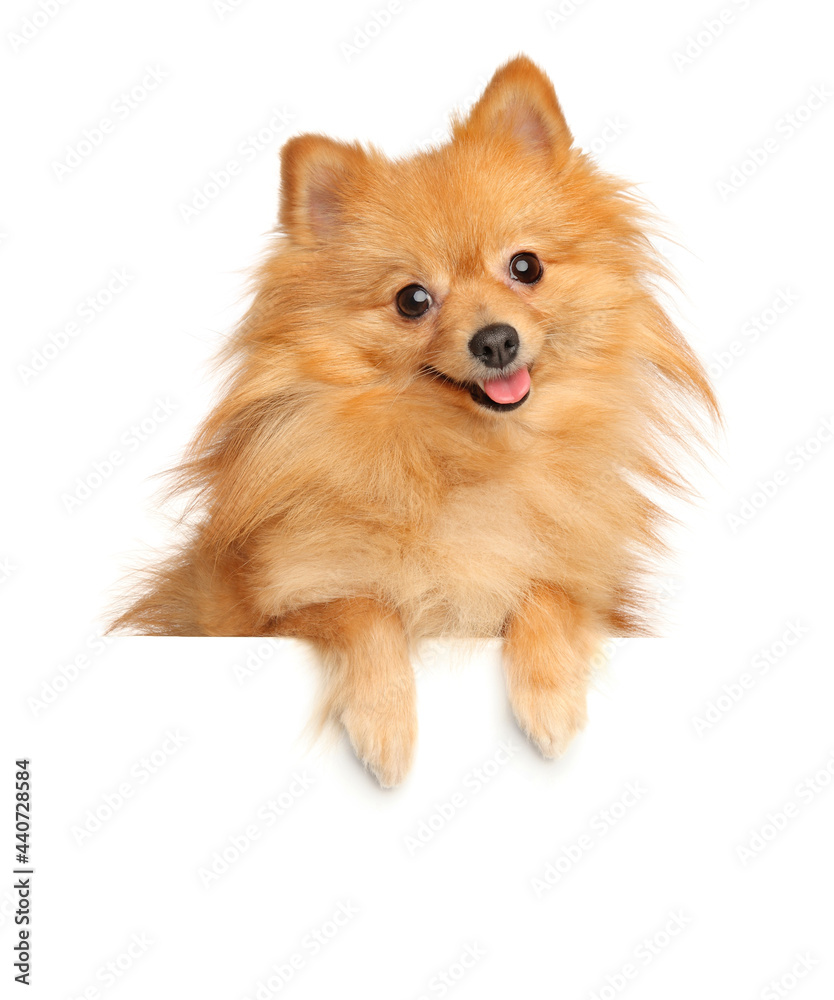 Happy Pomeranian Spitz above banner