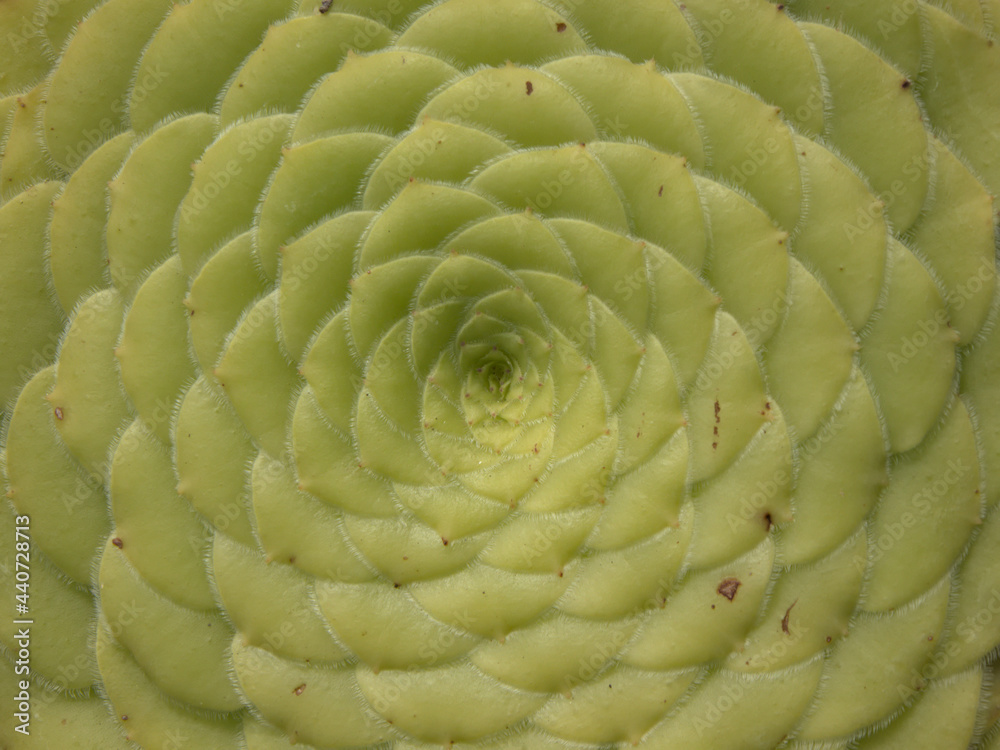 Obraz premium Close-up of plant with geometric shapes