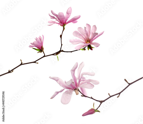 Magnolia tree branches with beautiful flowers on white background, collage