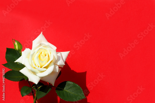 Fototapeta Naklejka Na Ścianę i Meble -  bud of a large white rose on a red background. side view . holiday