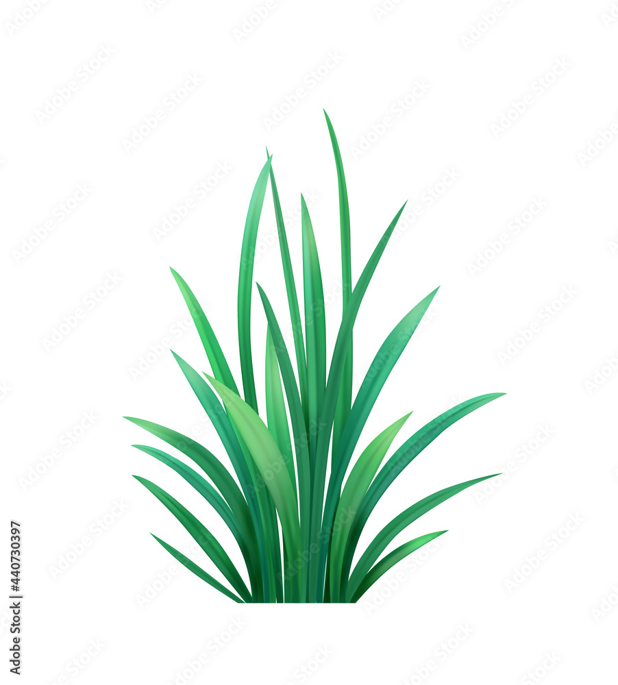 Grass Realistic Illustration Grass Realistic Illustration