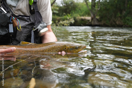 Fototapeta Naklejka Na Ścianę i Meble -  close-up of a large wild brown trout caught in a mountain river
