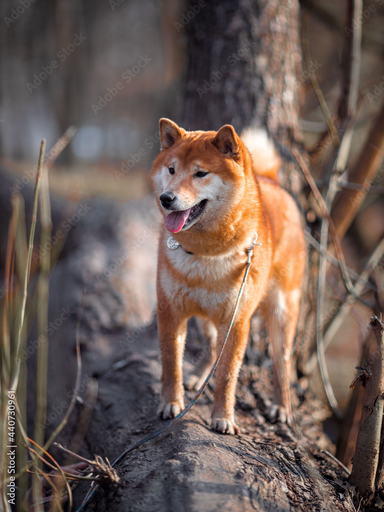 Happy dog walking in the forest Happy dog walking in the forest