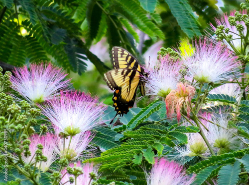 butterfly on a flower