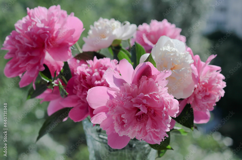 Bouquet of multi-colored peonies surrounded by rays of the sun on a blurred, green nature background Bouquet of multi-colored peonies surrounded by rays of the sun on a blurred, green nature background