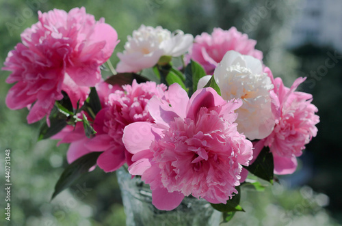 Bouquet of multi-colored peonies surrounded by rays of the sun on a blurred  green nature background