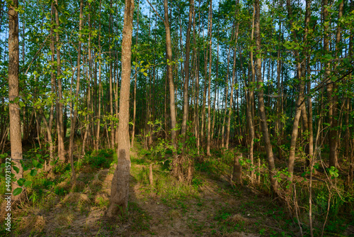 dense deciduous forest on a summer evening
