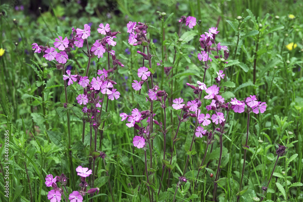 Wild flowers during springtime in The Netherland 