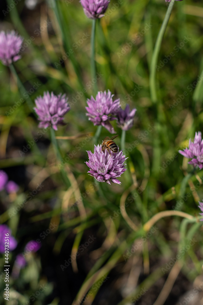 flower on a meadow flower on a meadow