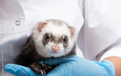 Obraz na płótnie Vet examines a patient ferret isolated banner with copy space