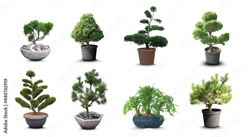 Set with different beautiful bonsai trees on white background Set with different beautiful bonsai trees on white background