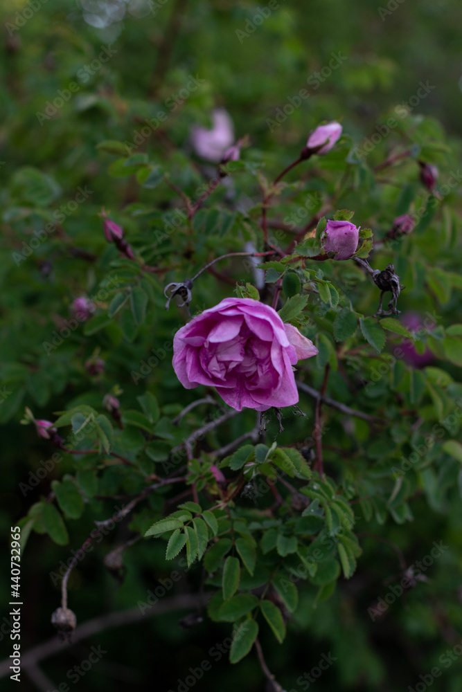 pink rose in the garden