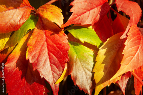 Autumn. The leaves of the grapes are burgundy in colour. Autumn's change in the colour of grape leaves.