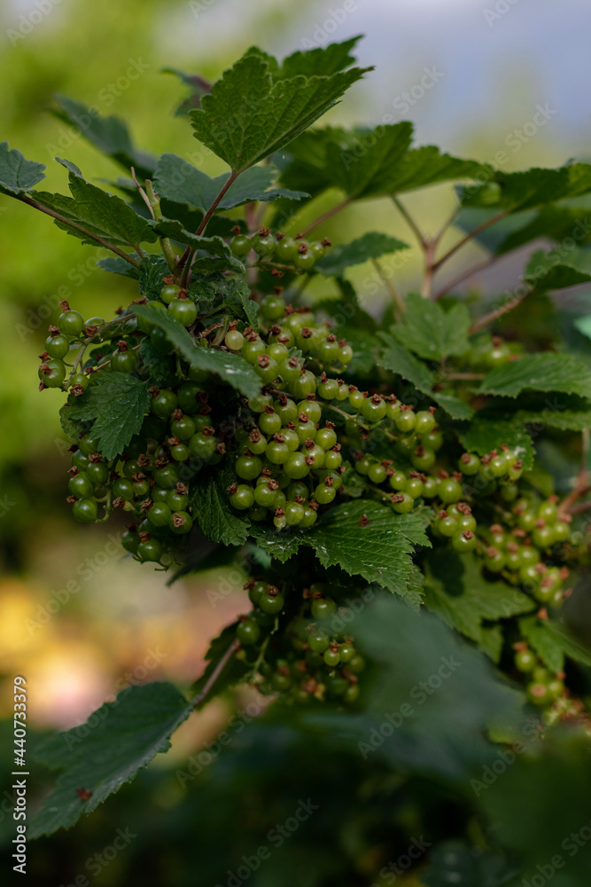 grapes on the vine grapes on the vine