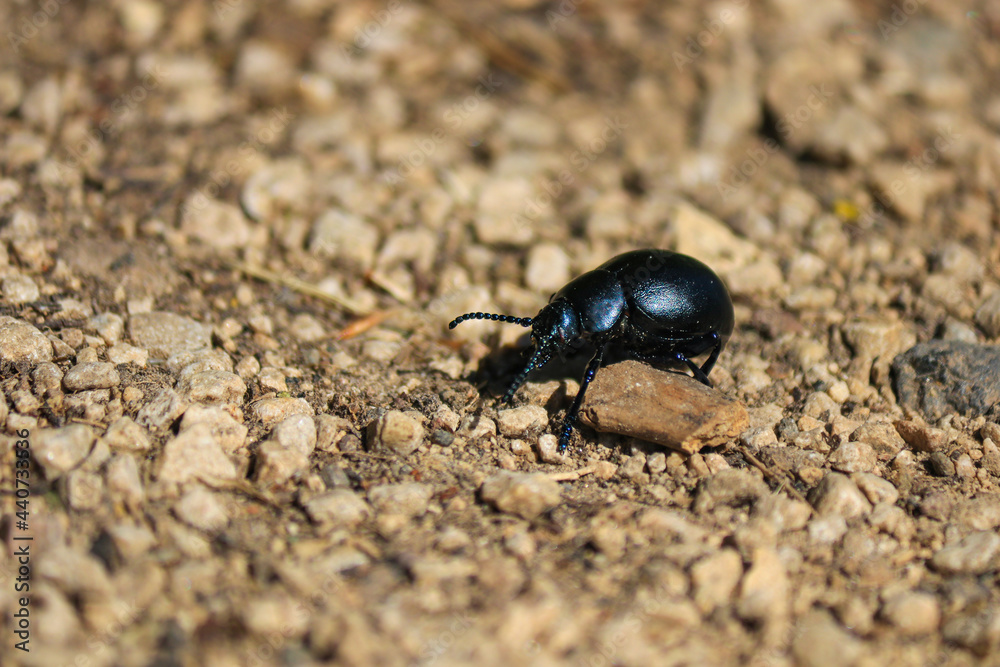 Beautiful black beetle on the sand