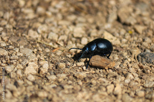 Beautiful black beetle on the sand © UNPERFECT LIZZI