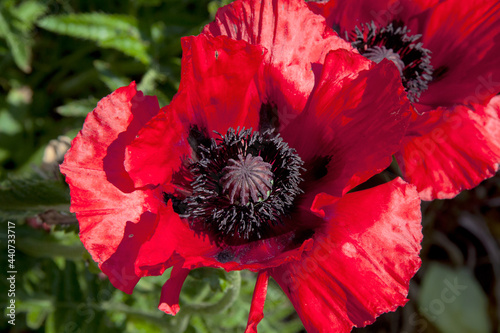 Red poppy