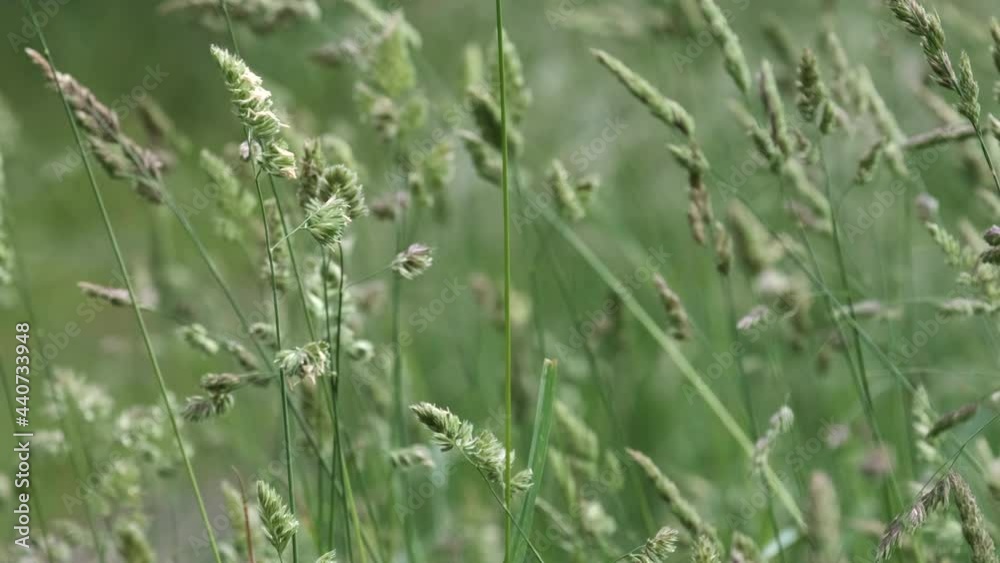 Summer pasture grasses blowing in the wind in a field in Worcestershire, England. Summer pasture grasses blowing in the wind in a field in Worcestershire, England.