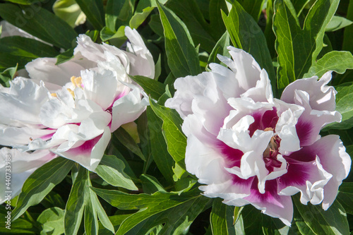 White peony with red