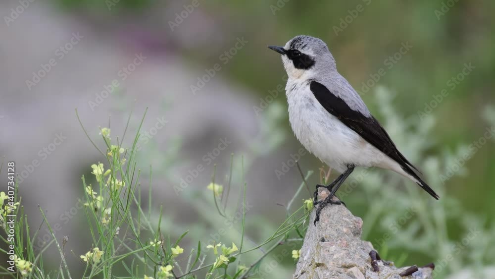 Northern Wheatear Oenanthe oenanthe. In the wild, male Northern Wheatear Oenanthe oenanthe. In the wild, male