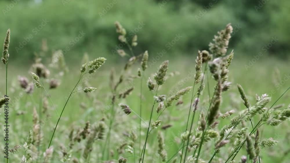 Summer pasture grasses blowing in the wind in a field in Worcestershire, England. Summer pasture grasses blowing in the wind in a field in Worcestershire, England.