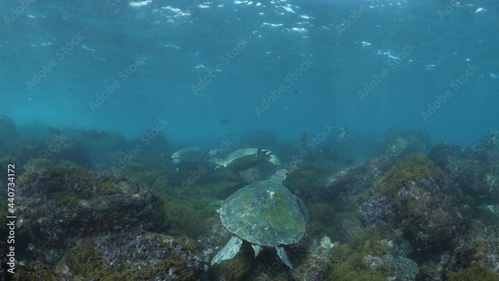 A scuba diver observes the behavior of group of Green Sea Turtles congregating above a reef with an ocean surge A scuba diver observes the behavior of group of Green Sea Turtles congregating above a reef with an ocean surge