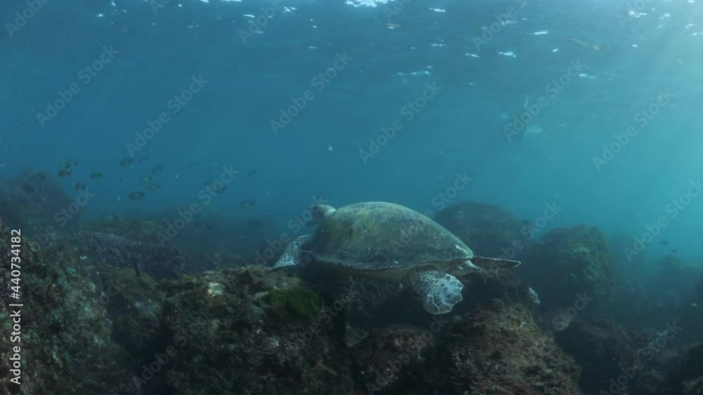 A Green Sea Turtle floats effortlessly over the reef as snorkelers participating in a marine research program observe from the surface of the ocean A Green Sea Turtle floats effortlessly over the reef as snorkelers participating in a marine research program observe from the surface of the ocean