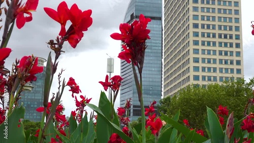 Red iris orchid flower garden with high rise architectural buildings in Phnom Penh, Cambodia - tilt up low angle shot photo