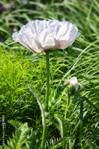 White poppy
