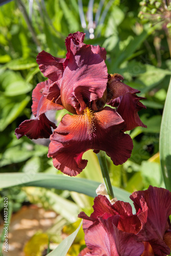 Iris