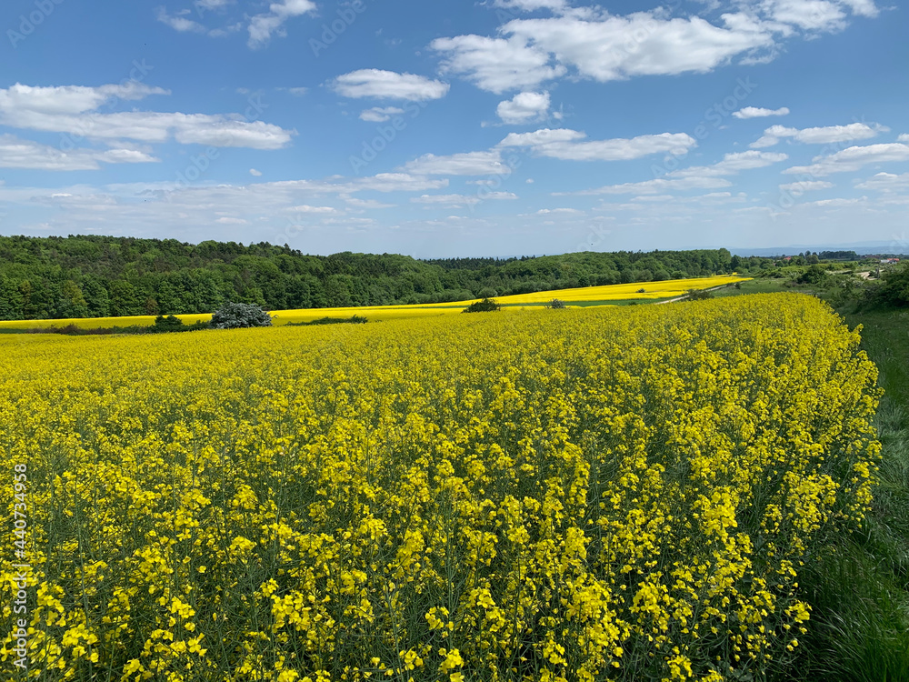 Picturesque rapeseed fields on a sunny day Picturesque rapeseed fields on a sunny day