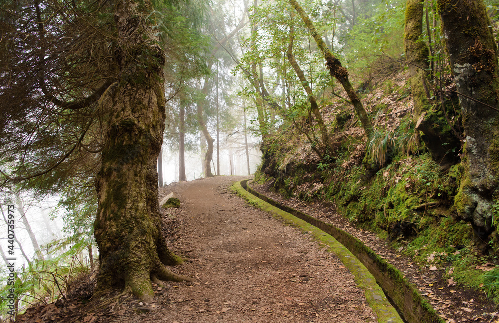 Fototapeta premium Madeira, hiking along irrigation channel (Levada)