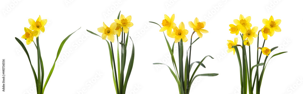 Set with beautiful yellow daffodils on white background. Banner design - obrazy, fototapety, plakaty 
