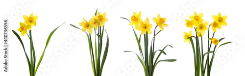 Bild auf Leinwand Set with beautiful yellow daffodils on white background