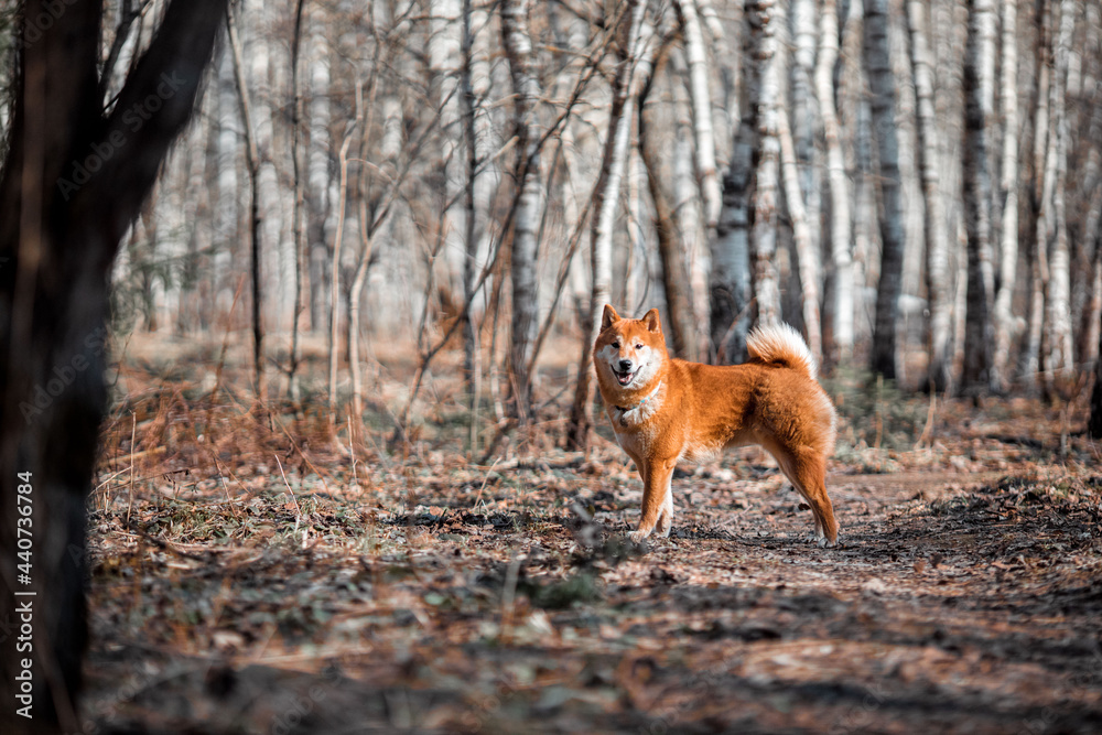 Naklejka premium Happy dog walking in the forest