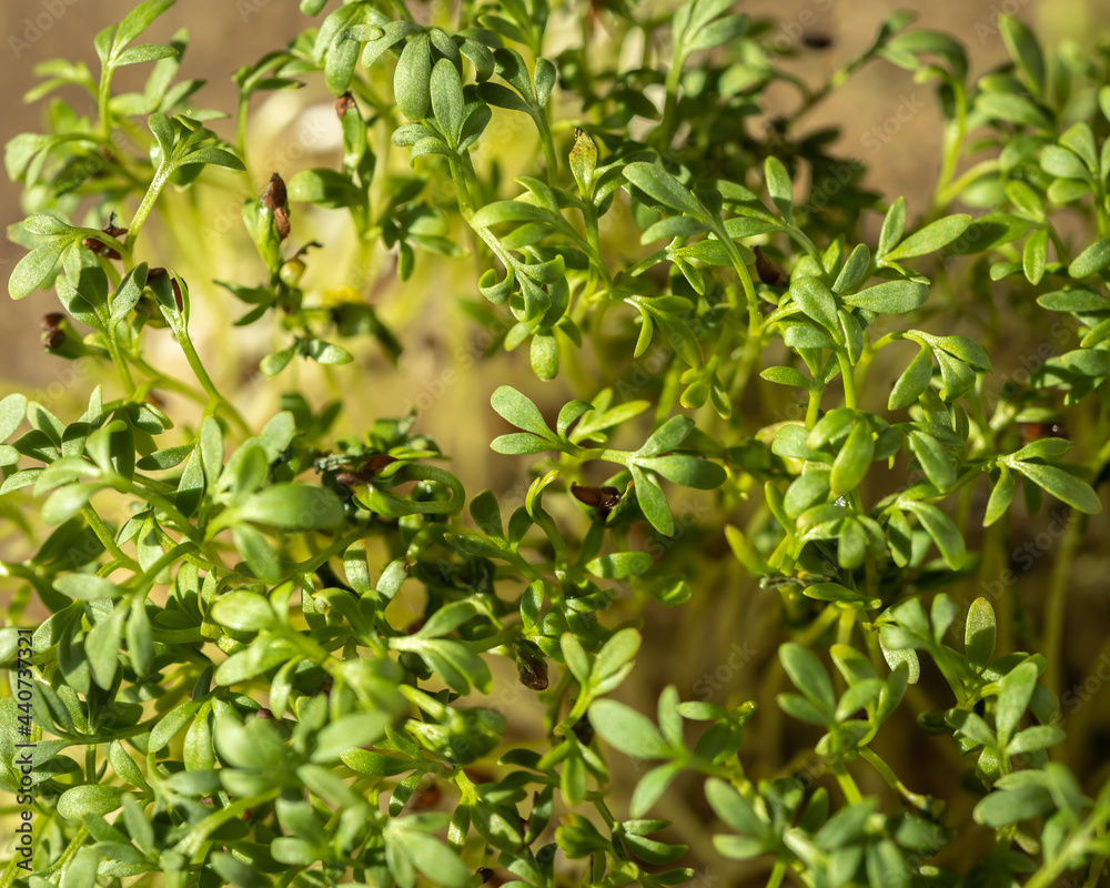 Growing micro greens for diet, micro salad sprouts, healthy eating concept, fresh green superfood, selective focus background