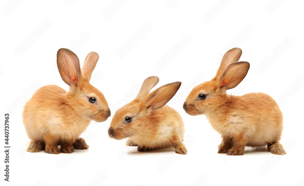 Obraz premium three rabbits on white background