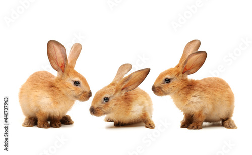 three  rabbits on white background