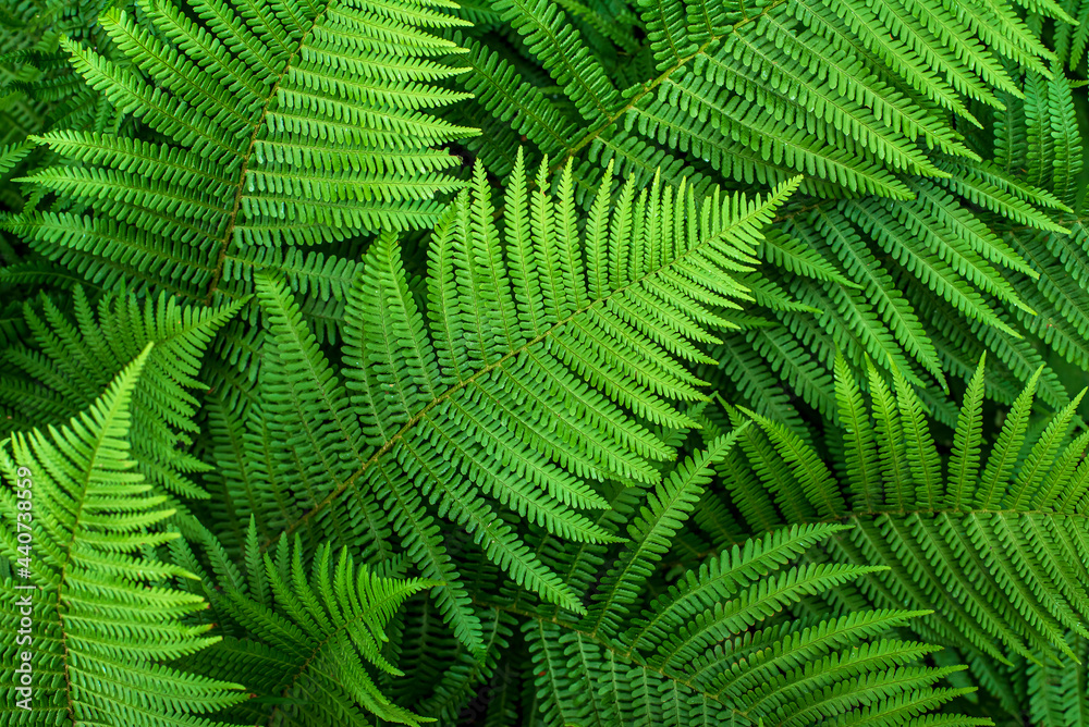 Background photography of fern Background photography of fern