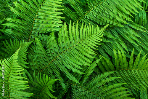 Background photography of fern