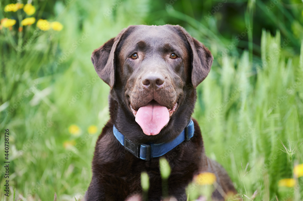 close-up portrait of a chocolate Labrador retriever on a blurred green background