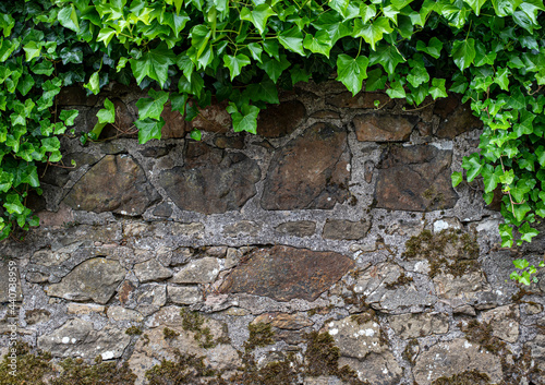 Textured background photography of wall and ivy