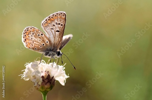 Brown argus butterfly in summer close-up