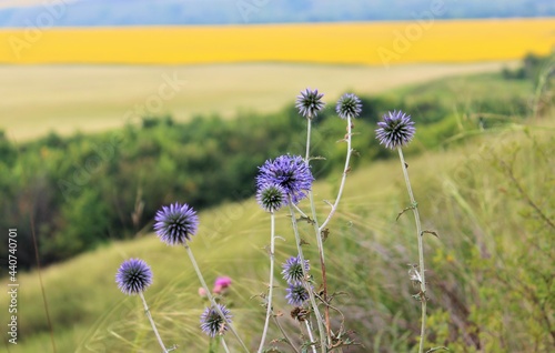 blue flowsers on field