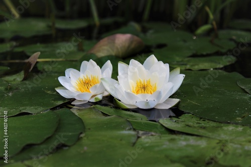 white water lilies